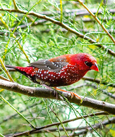 Amandava el pájaro en la Costa Tropical